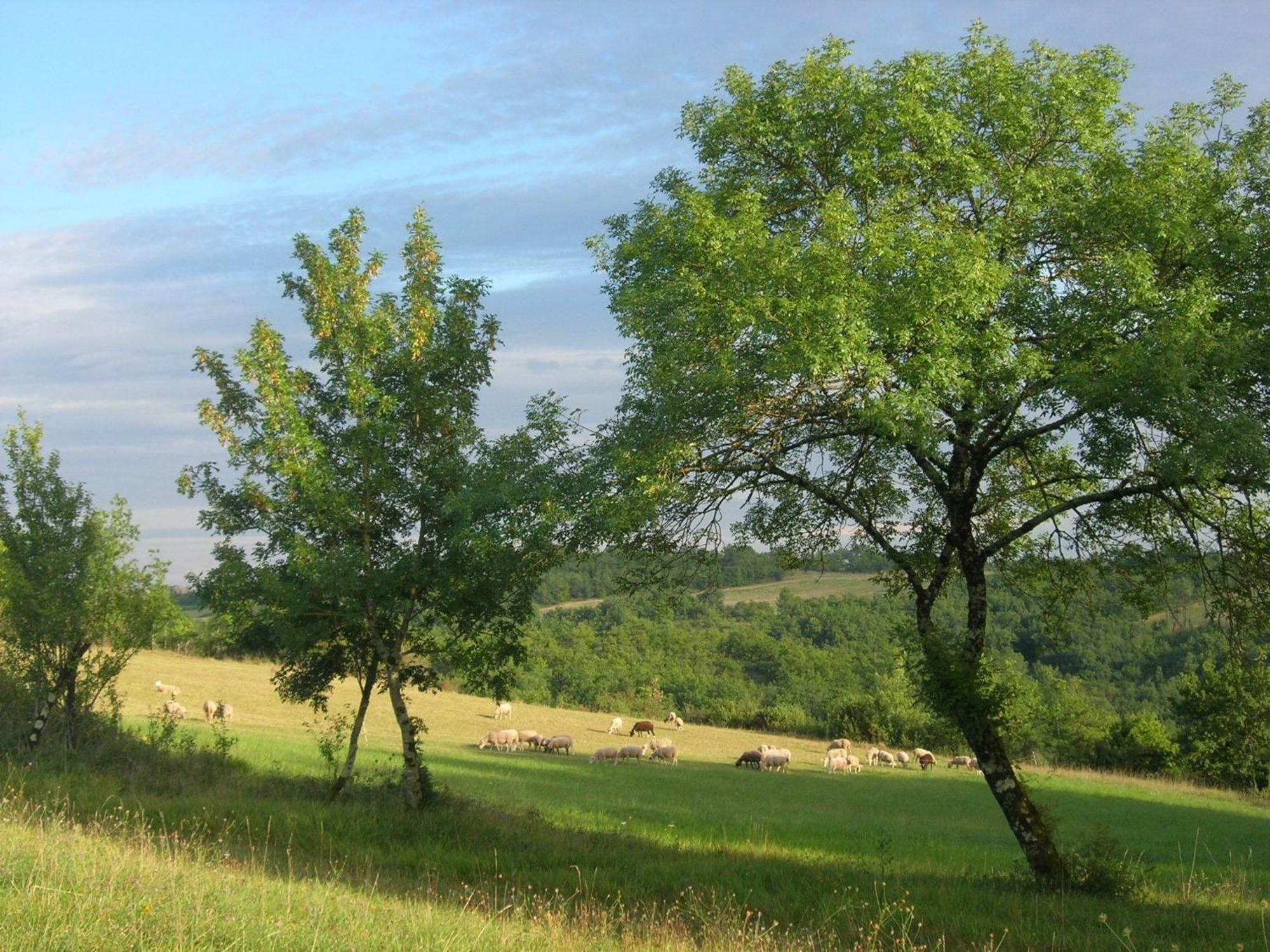 Les Hauts D'Albas Albas  Rum bild