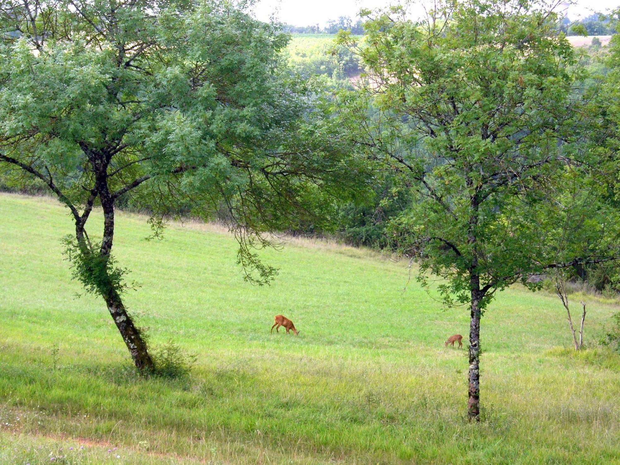 Les Hauts D'Albas Albas  Rum bild
